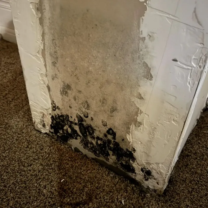 Professional Mold Removal in Charlemont, MA